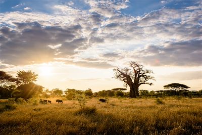 Safari à pied Zimbabwe