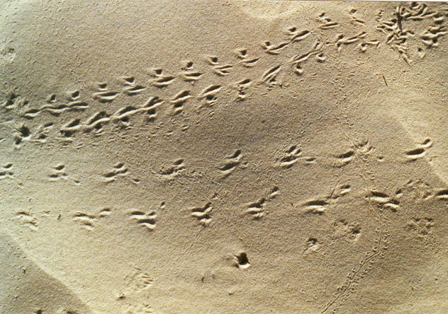 Les insectes du Sahara