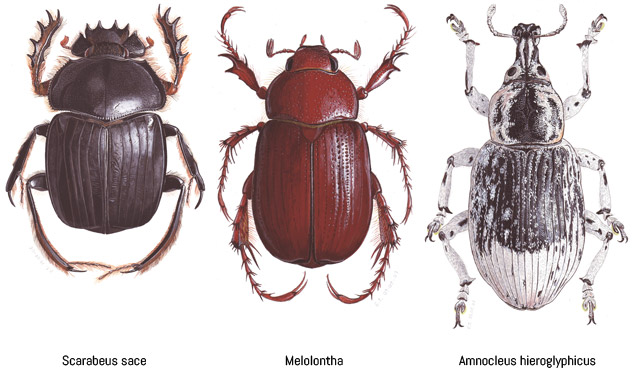 Les insectes du Sahara