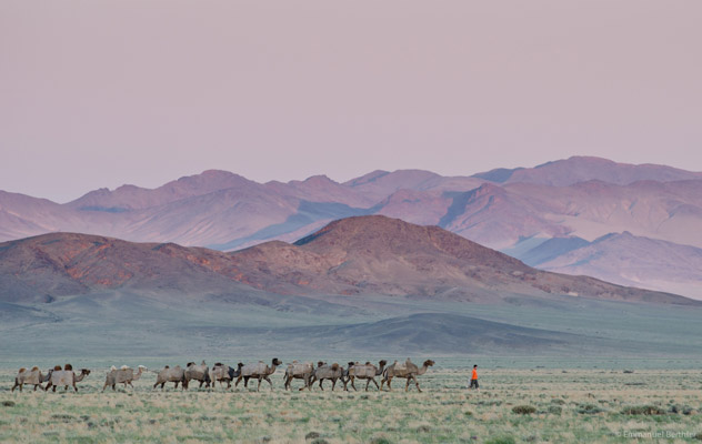 Désert de Gobi : terre d'extrêmes
