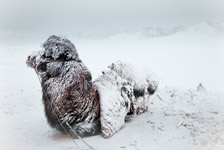 Prisonniers de l'Himalaya Prisonniers de l'Himalaya