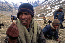 Yarsagumbu, l'or de l'Himalaya Yarsagumbu, l'or de l'Himalaya