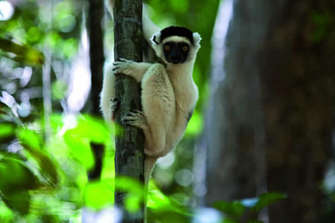 Makay, les aventuriers du monde perdu Makay, les aventuriers du monde perdu