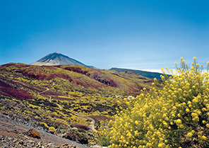 Les canaries