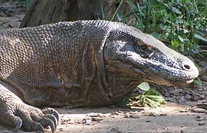 © Cédric Aincy - Dragon de Komodo - Indonésie