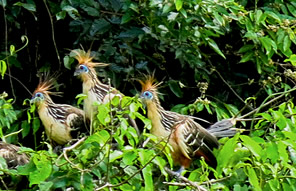 Forêt amazonienne