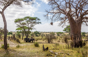 Parc national du Tarangire