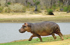 Parc national du lac Manyara